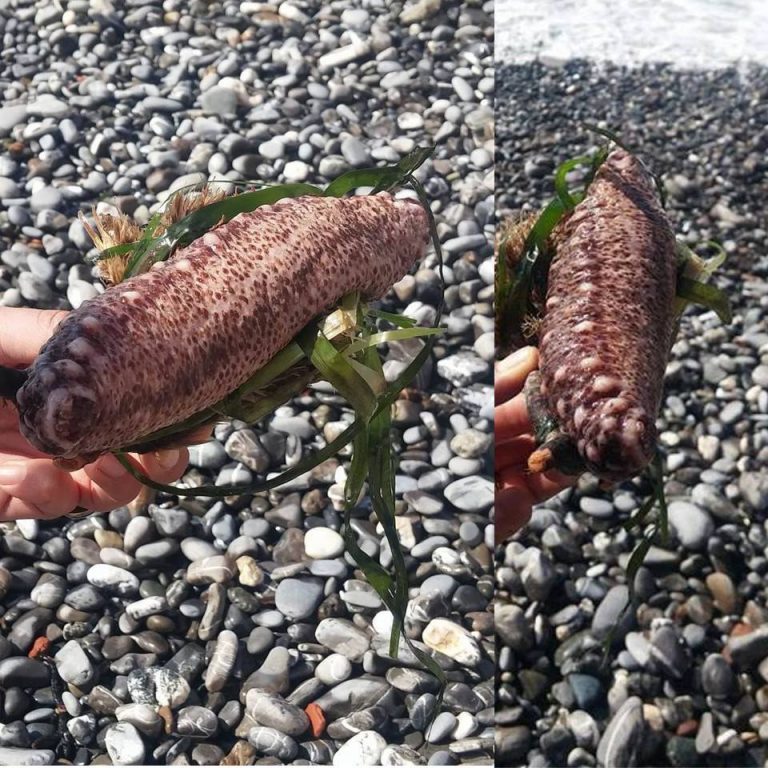 cetriolo di mare
