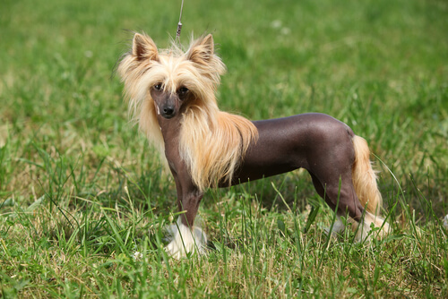 CANE CRESTATO CINESE.
