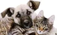 Diarrea cani e gatti: rimedi