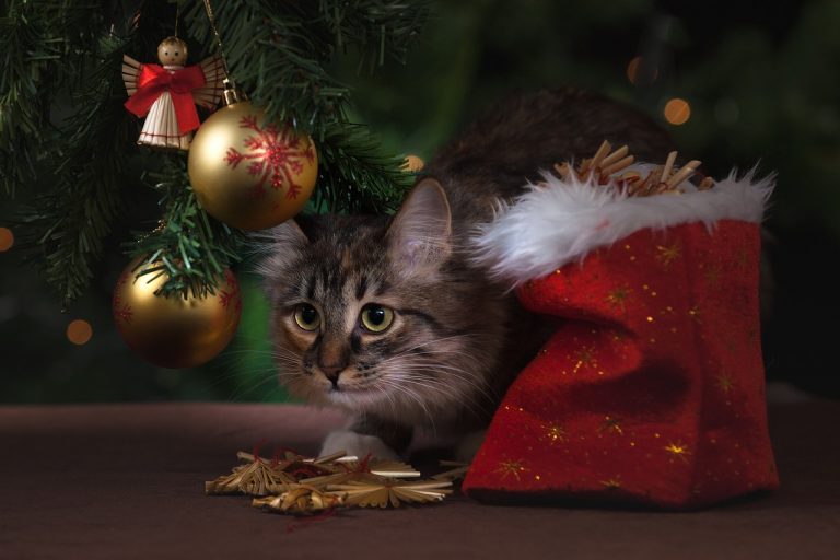 decorazioni e animali