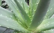 aloe vera