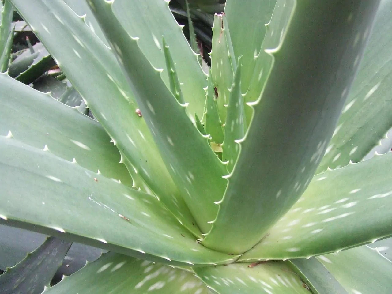 aloe vera