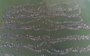 Argentina: gigantesco serpentone galleggiante umano, il video