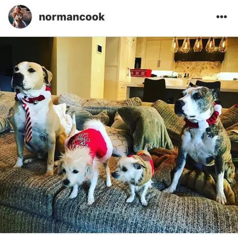 Kaley Cuoco Instagram dogs foto