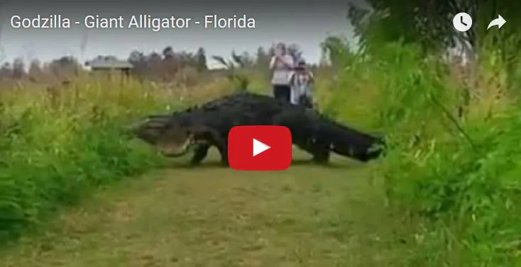 alligatore gigante in florida