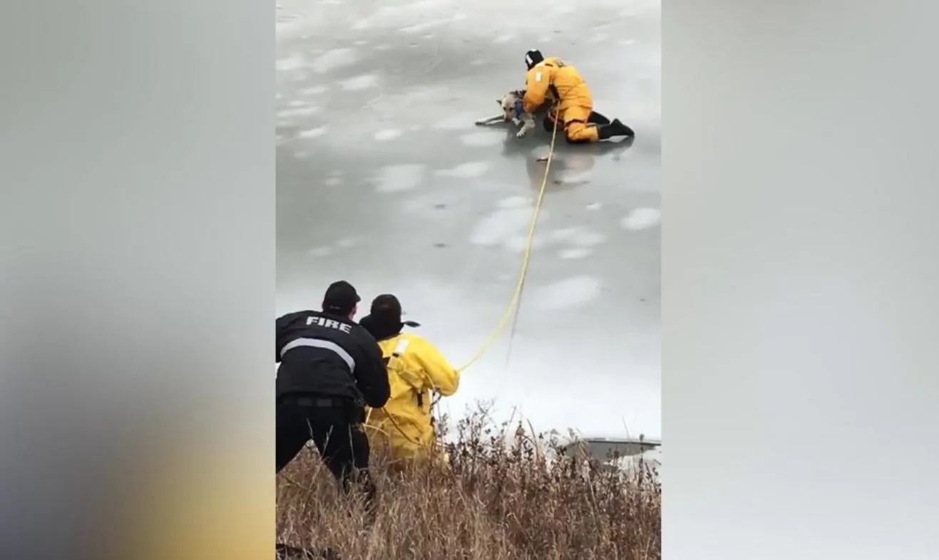 cane cade in un lago ghiacciato