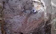 Fa seppellire viva la cagnolina: incredibile quello che succede
