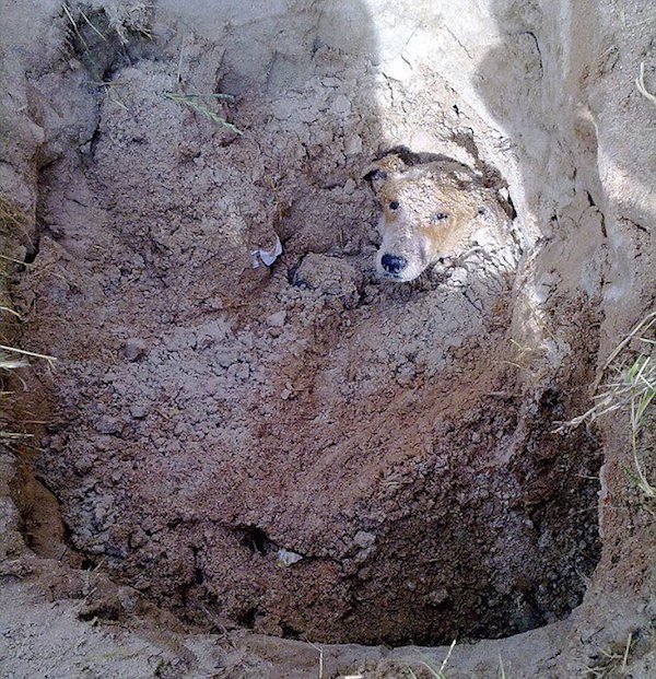Fa seppellire viva la cagnolina: incredibile quello che succede