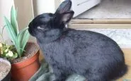 Come capire se i conigli vanno in letargo