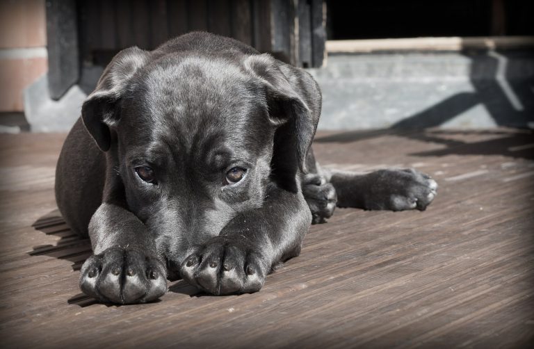 cuccioli affamati madre chiede cibo