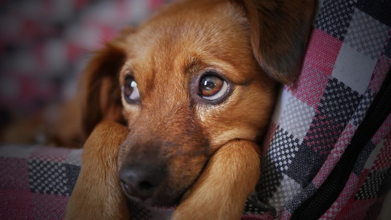 cane piange perchè non vedeva il padrone da 6 mesi