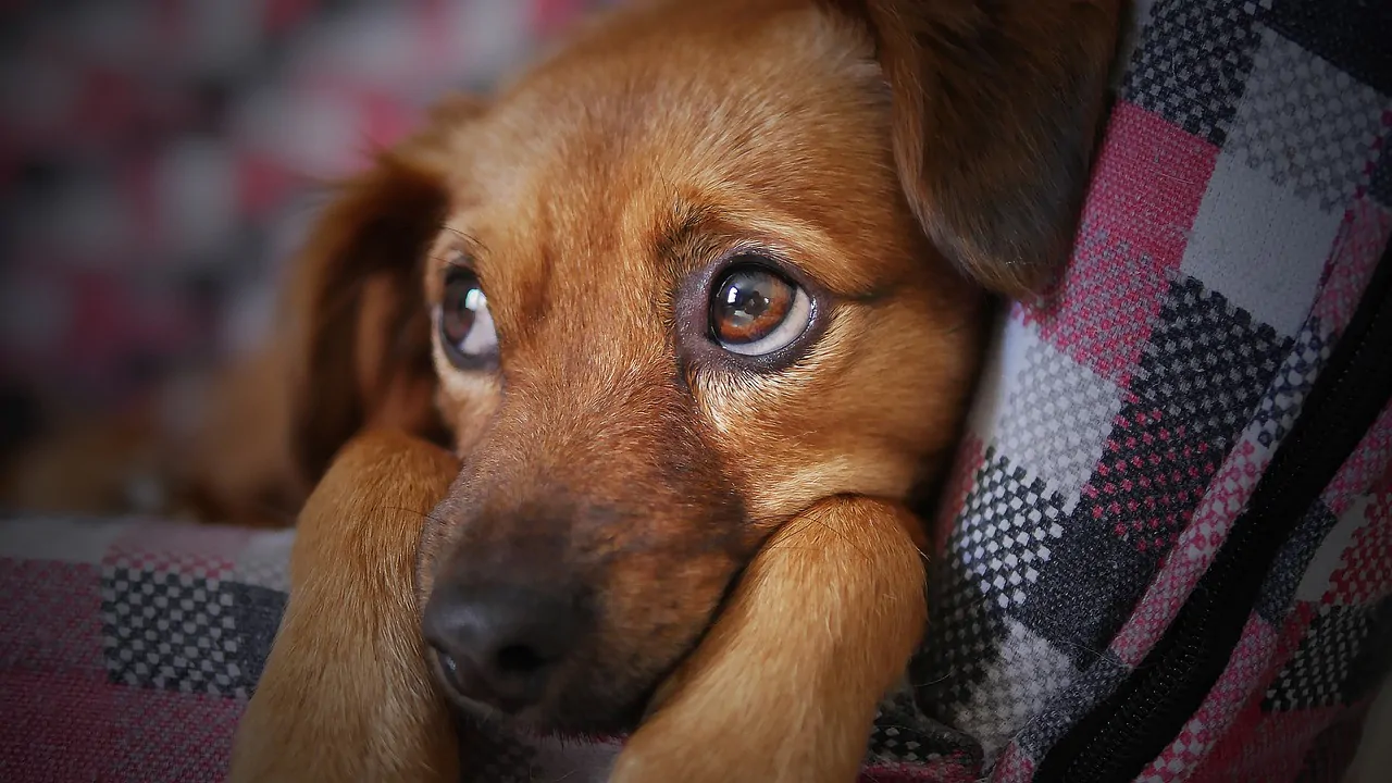 cane piange perchè non vedeva il padrone da 6 mesi