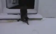 gatto scopre la neve