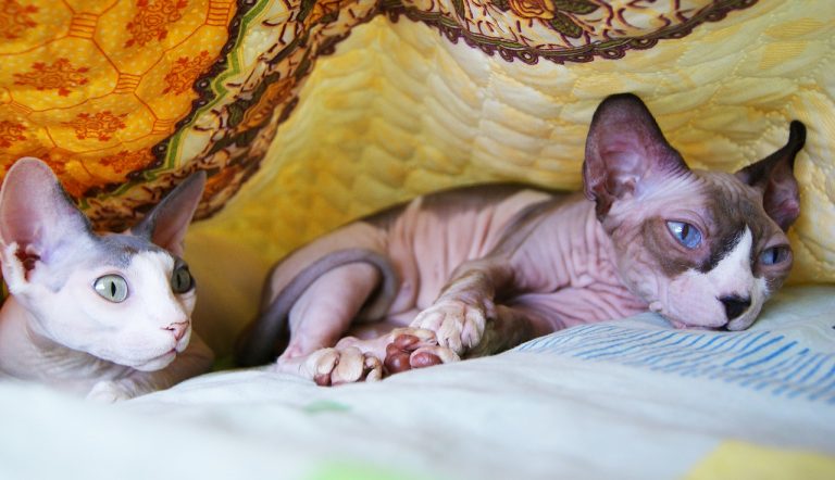 razza Sphynx razza Sphynx