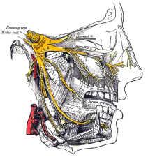 nervo trigemino anatomia di gray