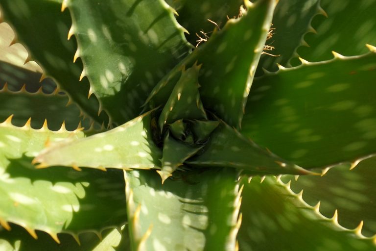 gel di aloe vera