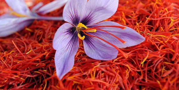Giardino: come coltivare lo zafferano