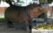San Salvador: l'ippopotamo Gustavito picchiato a morte nello zoo. Il web commosso e indignato