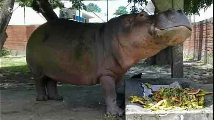 San Salvador: l'ippopotamo Gustavito picchiato a morte nello zoo. Il web commosso e indignato