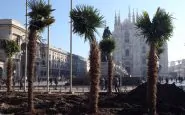 Milano, dopo le palme arrivano i banani. Scoppiano le polemiche