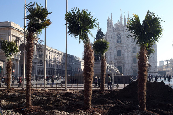Milano, dopo le palme arrivano i banani. Scoppiano le polemiche