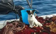 Sicilia: cane si getta tra le onde per evitare l'abbandono. Salvato dai pescatori