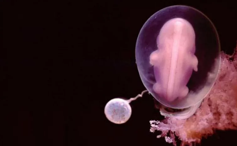 Ecco come si forma un bambino nell’utero della madre forma