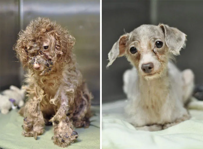 dog makeover before after rescue 18