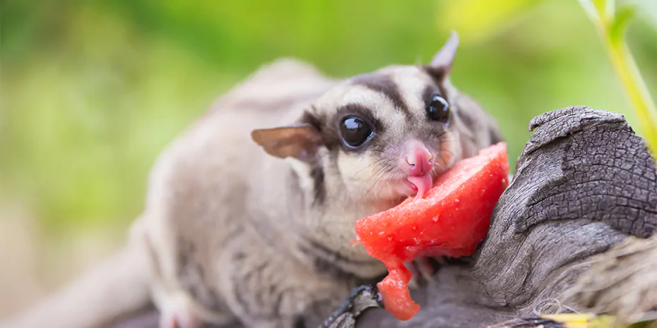 Petauro dello zucchero: un animale domestico poco conosciuto