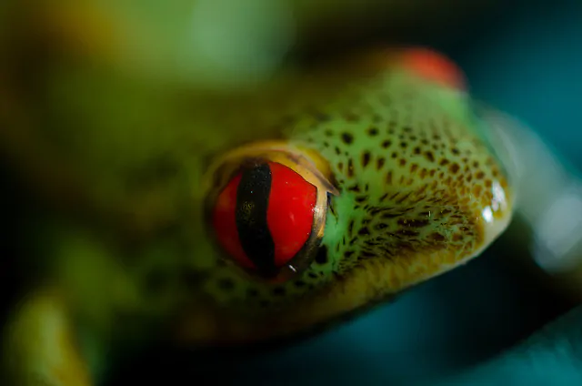 Profondita di campo: come regolare la messa a fuoco nella fotografia