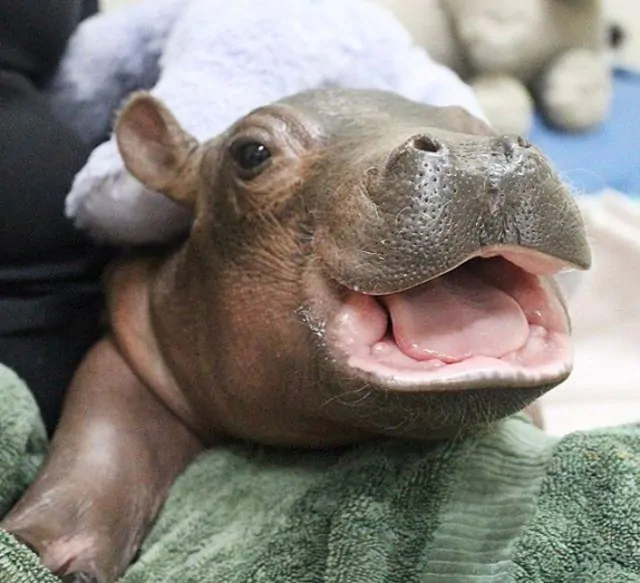 Una cucciola di ippopotamo nata prematuramente: ha già conquistato il web
