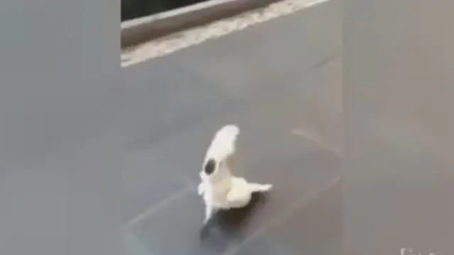pappagallo cane