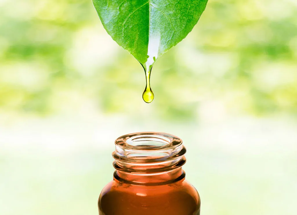 Cinque modi per usare il tea tree oil