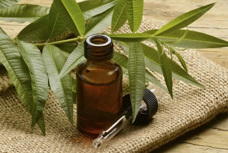 Tea tree oil: benefici