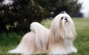 Cani a pelo lungo: guida a come lavarli correttamente