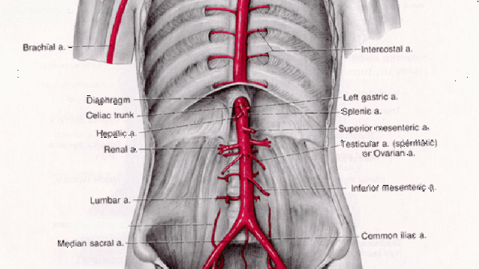 branches of aorta jpg1 678x381