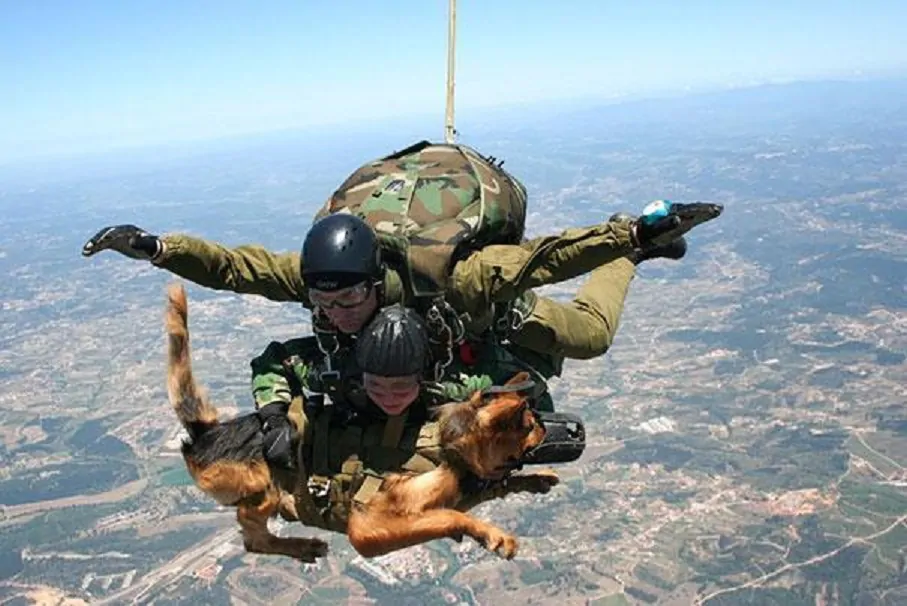 11 cani militari eroi ricevono una medaglia al coraggio