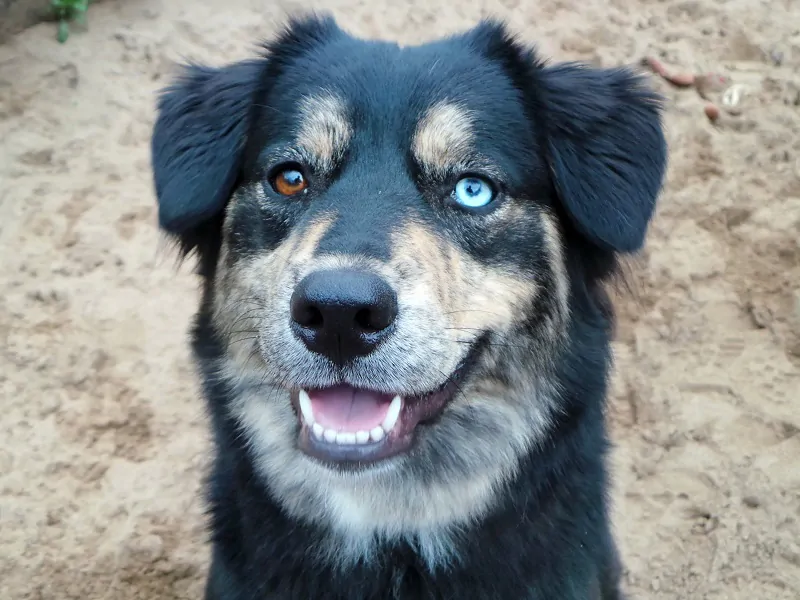 Cane trascorre 18 mesi in canile. Nessuno lo vuole per colpa della sua rara condizione