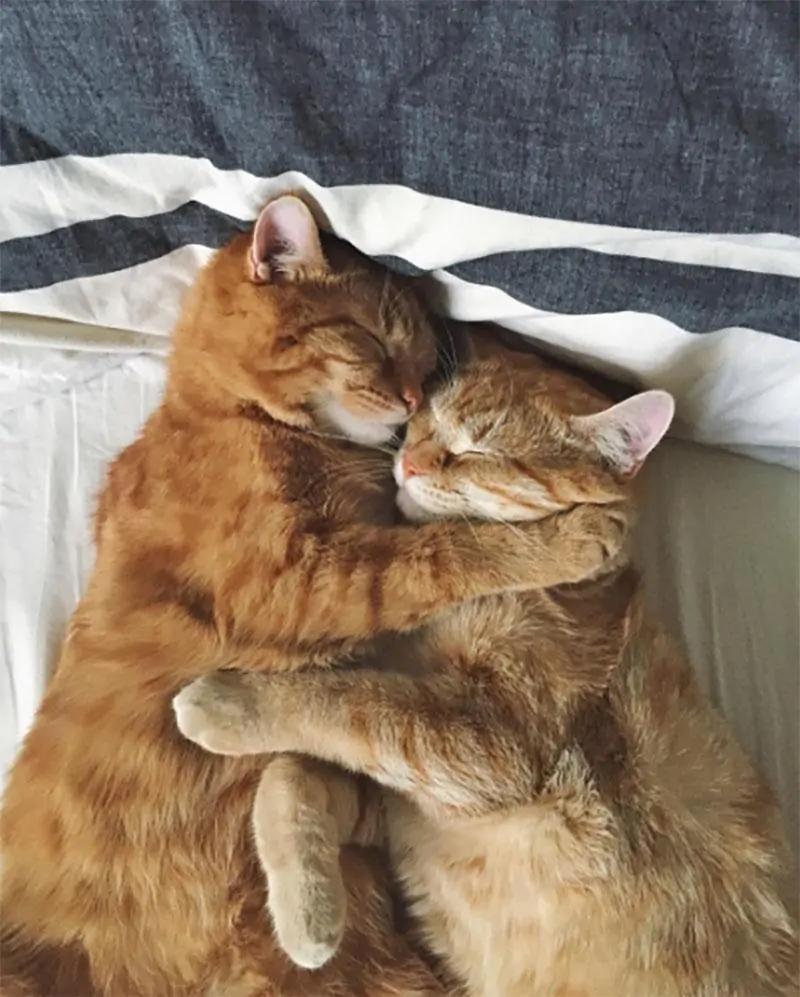 Due gatti vengono salvati insieme da una brutta sorte e diventano inseparabili