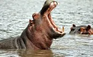 dentista di ippopotami