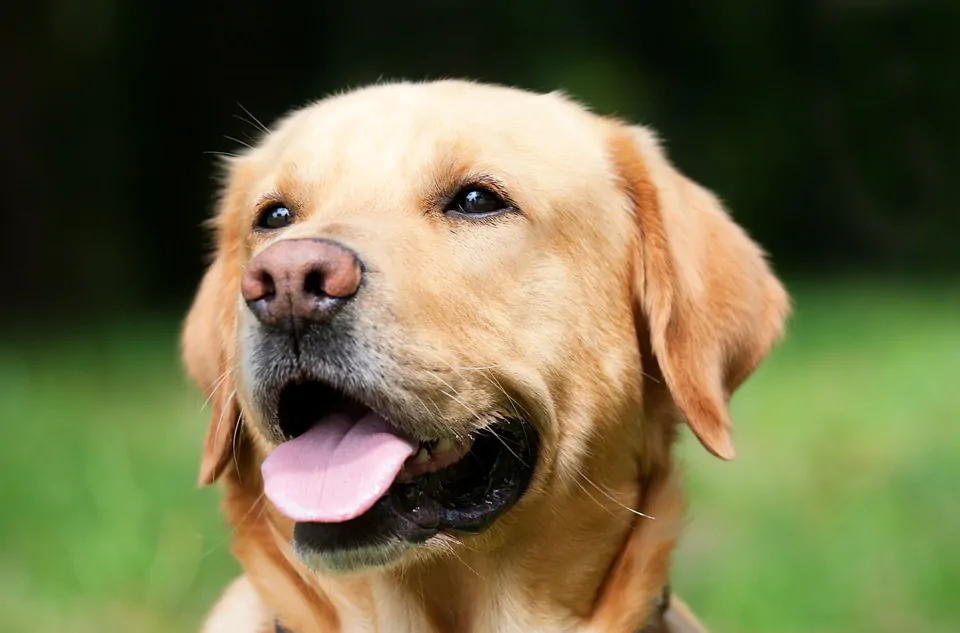 Cane aspetta invano un mese la famiglia sul pontile