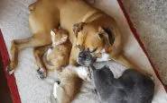 Cane attaccato dai gattini che lo riempiono di baci