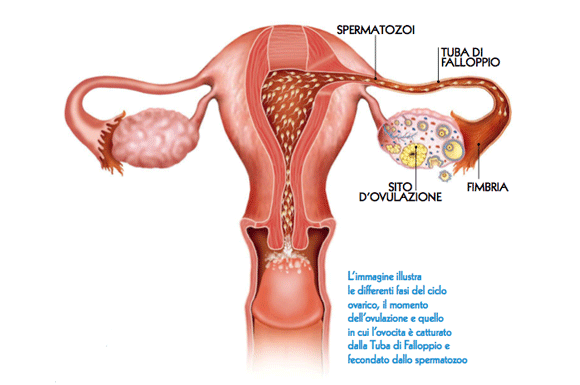 ovulazione e concepimento1