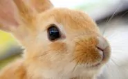 rabbit news