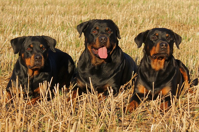 ROTTWEILER.