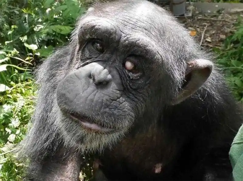 Scimpanzè abbandonata è cieca e con sindrome di down
