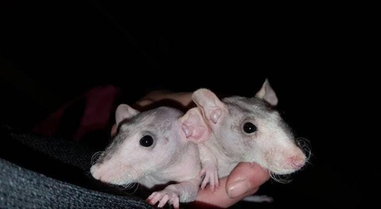 Topi domestici vengono buttati via come spazzatura