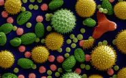 1024px Misc pollen colorized