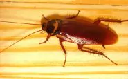 17645 close up of a cockroach pv