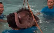Elefantina ferita curata da veterinaria con idroterapia